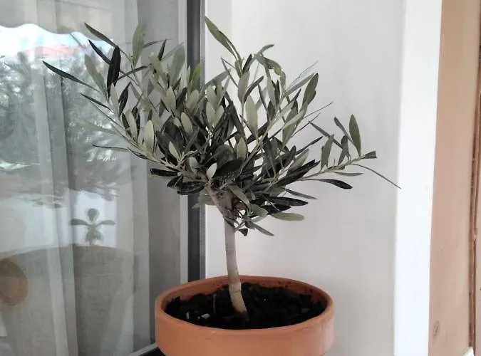 Ralloy Hoyse سامي